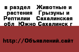  в раздел : Животные и растения » Грызуны и Рептилии . Сахалинская обл.,Южно-Сахалинск г.